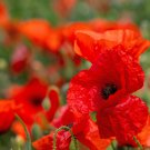 Corn Poppy Flower Coquelicot Flower 120 PCS Seeds Corn Poppy Flower Coquelicot Flower 120 PCS Seeds