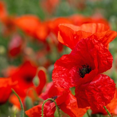 Corn Poppy Flower Coquelicot Flower 120 PCS Seeds