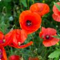 Corn Poppy Flower Coquelicot Flower 120 PCS Seeds