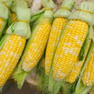 Corn (Super Sweet Juicy, Yellow Sweet Glutinous) 18 PCS Seeds