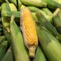 Corn (Super Sweet Juicy, Yellow Sweet Glutinous) 18 PCS Seeds