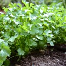 Coriander Heirloom Chinese Parsley 150 PCS Seeds Coriander Heirloom Chinese Parsley 150 PCS Seeds