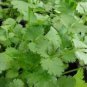 Coriander Heirloom Chinese Parsley 150 PCS Seeds