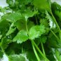Coriander Heirloom Chinese Parsley 150 PCS Seeds