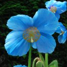 Corn Poppy Blue Sky Blue Purple Perennial Flowers Bonsai 100 PCS Seeds