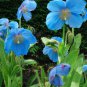 Corn Poppy Blue Sky Blue Purple Perennial Flowers Bonsai 100 PCS Seeds