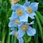 Corn Poppy Blue Sky Blue Purple Perennial Flowers Bonsai 100 PCS Seeds