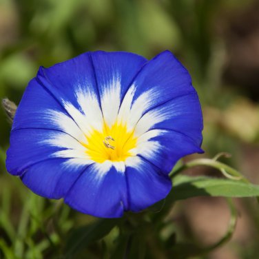 Convolvulus Tricolor Dwarf Morning Glory 30 PCS Seeds