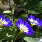 Convolvulus Tricolor Dwarf Morning Glory 30 PCS Seeds