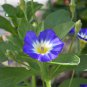 Convolvulus Tricolor Dwarf Morning Glory 30 PCS Seeds