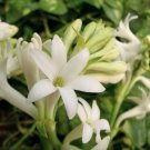 Cordate Telosma Tree Semente Plant Tuberose Tree for Ye Lai Xian 60 PCS Seeds Cordate Telosma Tree Semente Plant Tuberose Tree for Ye Lai Xian 60 PCS Seeds