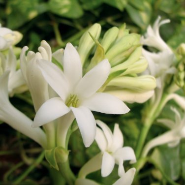 Cordate Telosma Tree Semente Plant Tuberose Tree for Ye Lai Xian 60 PCS Seeds