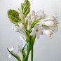 Cordate Telosma Tree Semente Plant Tuberose Tree for Ye Lai Xian 60 PCS Seeds