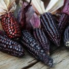 Corn Colorful Sweet Glutinous Corn 200 PCS Seeds Corn Colorful Sweet Glutinous Corn 200 PCS Seeds