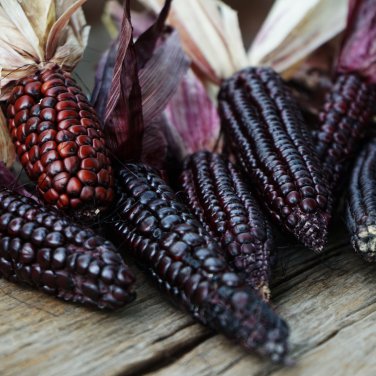 Corn Colorful Sweet Glutinous Corn 200 PCS Seeds