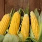 Corn Colorful Sweet Glutinous Corn 200 PCS Seeds