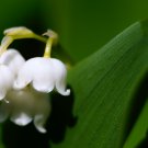 Convallaria Majalis Colorful Lily of the Valley Orchid 10 PCS Seeds Convallaria Majalis Colorful Lily of the Valley Orchid 10 PCS Seeds