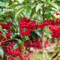 Coral Berry Ardisia Crenata Sub Tropical or Indoor 10 PCS Seeds