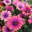 African Daisies Must-Grow Gorgeous Fantastic Gerbera jamesonii 100 PCS Seeds African Daisies Must-Grow Gorgeous Fantastic Gerbera jamesonii 100 PCS Seeds