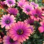 African Daisies Must-Grow Gorgeous Fantastic Gerbera jamesonii 100 PCS Seeds
