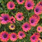 African Daisies Must-Grow Gorgeous Fantastic Gerbera jamesonii 100 PCS Seeds