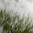 Conospermum incurvum Plume smokebush 3 PCS Seeds