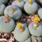 Conophytum vanzylii Livingstones 100 PCS Seeds