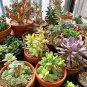 Conophytum mix Succulents Garden Plants 20 PCS Seeds
