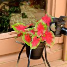 Colorful Thailand Caladium Flower Bonsai 100 PCS Seeds Colorful Thailand Caladium Flower Bonsai 100 PCS Seeds