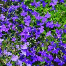 Compact 'White Lady' Lobelia light fragrant white annual flowers 30 PCS Seeds