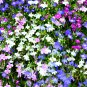 Compact 'White Lady' Lobelia light fragrant white annual flowers 30 PCS Seeds