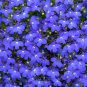 Compact 'White Lady' Lobelia light fragrant white annual flowers 30 PCS Seeds