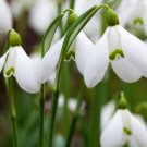 Common Snowdrop Flower 200 PCS Seeds Common Snowdrop Flower 200 PCS Seeds