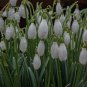 Common Snowdrop Flower 200 PCS Seeds