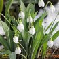 Common Snowdrop Flower 200 PCS Seeds