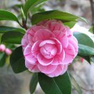 Common Camellia Pink Flowers 50 PCS Seeds
