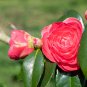 Common Camellia Pink Flowers 50 PCS Seeds