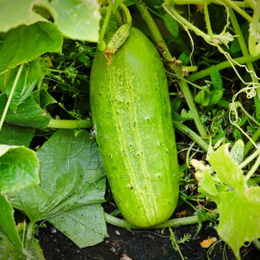 Combos Cucumbers organic green vegetables home garden fruits 9 PCS Seeds