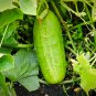 Combos Cucumbers organic green vegetables home garden fruits 9 PCS Seeds