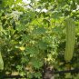 Combos Cucumbers organic green vegetables home garden fruits 9 PCS Seeds