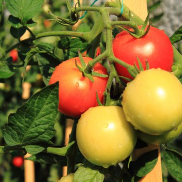 Colorful Small Cherry Tomato Organic 20 PCS Seeds