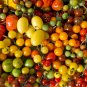 Colorful Small Cherry Tomato Organic 20 PCS Seeds