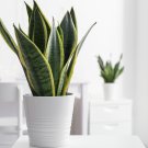 Colorful Sansevieria Bonsai Potted Balcony Indoor Plants 100 PCS Seeds Colorful Sansevieria Bonsai Potted Balcony Indoor Plants 100 PCS Seeds