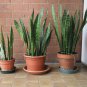 Colorful Sansevieria Bonsai Potted Balcony Indoor Plants 100 PCS Seeds