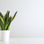 Colorful Sansevieria Bonsai Potted Balcony Indoor Plants 100 PCS Seeds