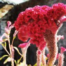 Colorful Pteris Cockscomb (Celosia Spicata) Bonsai Flowers 200 PCS Seeds