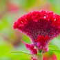 Colorful Pteris Cockscomb (Celosia Spicata) Bonsai Flowers 200 PCS Seeds