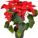 Colorful Poinsettia Potted Bonsai Flower 100 PCS Seeds