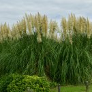 Colorful Pampas Grass Cortaderia Bonsai 300 PCS Seeds Colorful Pampas Grass Cortaderia Bonsai 300 PCS Seeds