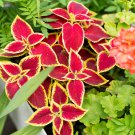 Colorful Plectranthus Coleus 100 PCS Seeds